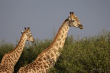 Vumbura Giraffe Vumbura Giraffe